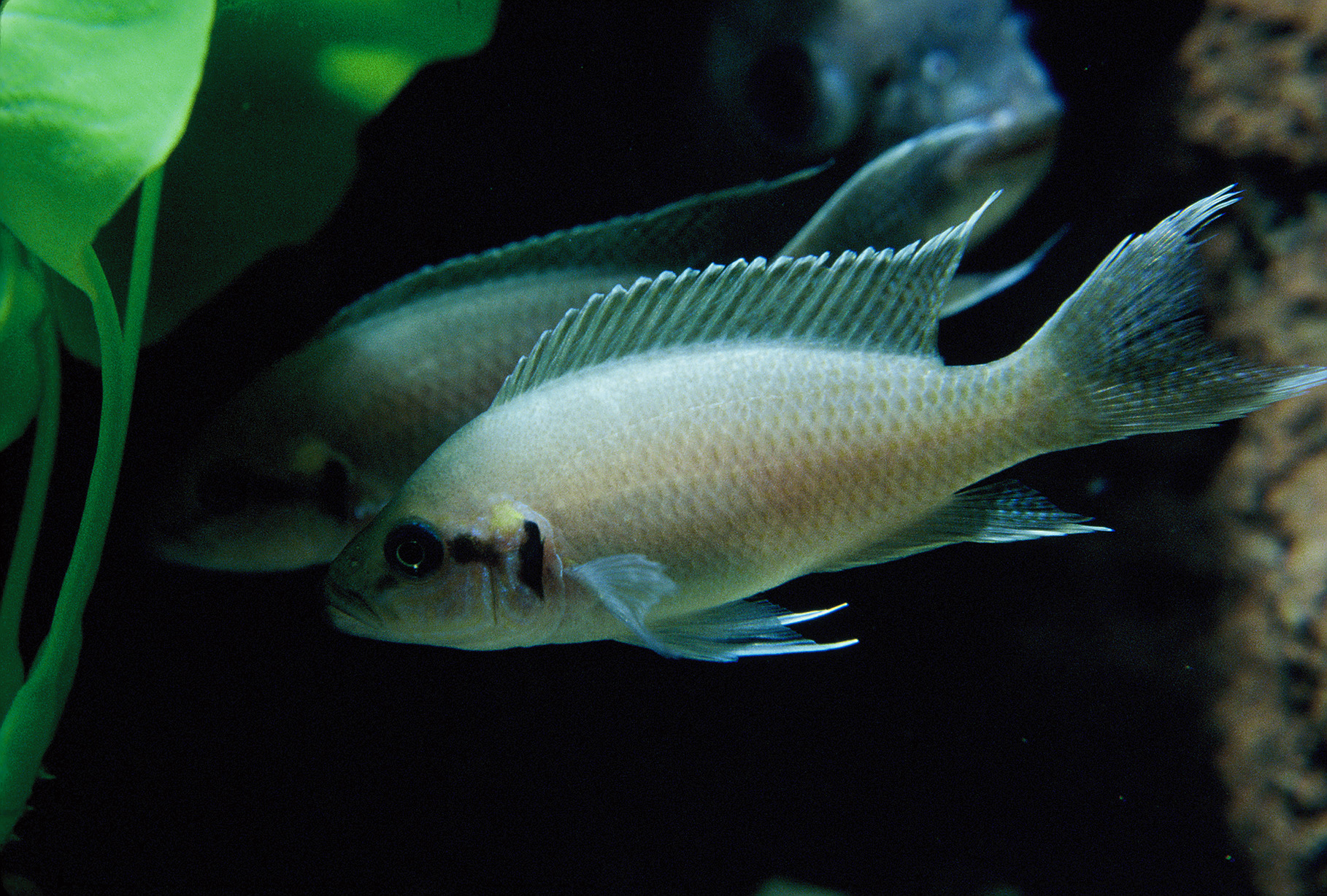 BCA Band Group created for online selling and trading!